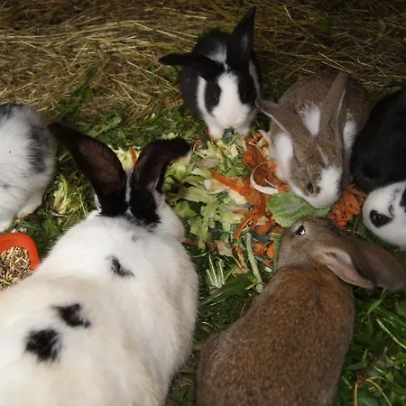 Gospodarstwo agroturystyczne Agroturystyka u Matysa, Wisła - apartamenty i pokoje ogród z placem zabaw z basenem balią oraz przestrzenią dla dzieci Święta Wielkanocne z wyżywieniem domowa kuchnia Widok na góry szlaki turystyczne spacery Wisła