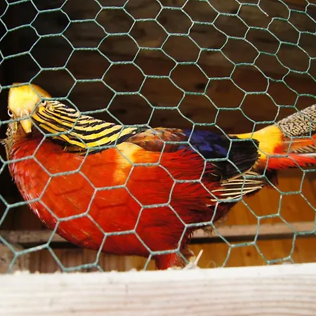 مزرعة للإقامة Agroturystyka U Matysa, Wisla - Apartamenty I Pokoje Ogrod Z Placem Zabaw Z Basenem Balia Oraz Przestrzenia Dla Dzieci Swieta Wielkanocne Z Wyzywieniem Domowa Kuchnia Widok Na Gory Szlaki Turystyczne Spacery فيسلا