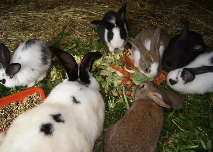 Farma U Matysa, - I Widok Na Gory Zima Kuligi Wyciagi Narciarskie Trasy Saneczkowe Visla