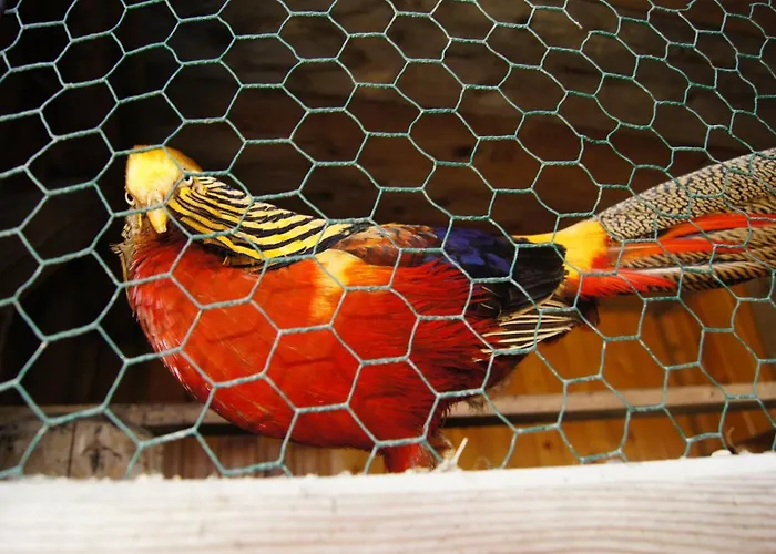 Çiftlik konaklama Agroturystyka U Matysa Wisla Apartamenty I Pokoje Widoki Na Gory Basen Grill Balia Szlaki Turystyczne Spacery Zwierzeta Duzy Plac Zabaw Wisła