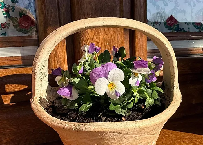 Farma Agroturystyka U Matysa Wisla Apartamenty I Pokoje Widoki Na Gory Basen Grill Balia Szlaki Turystyczne Spacery Zwierzeta Duzy Plac Zabaw Visla